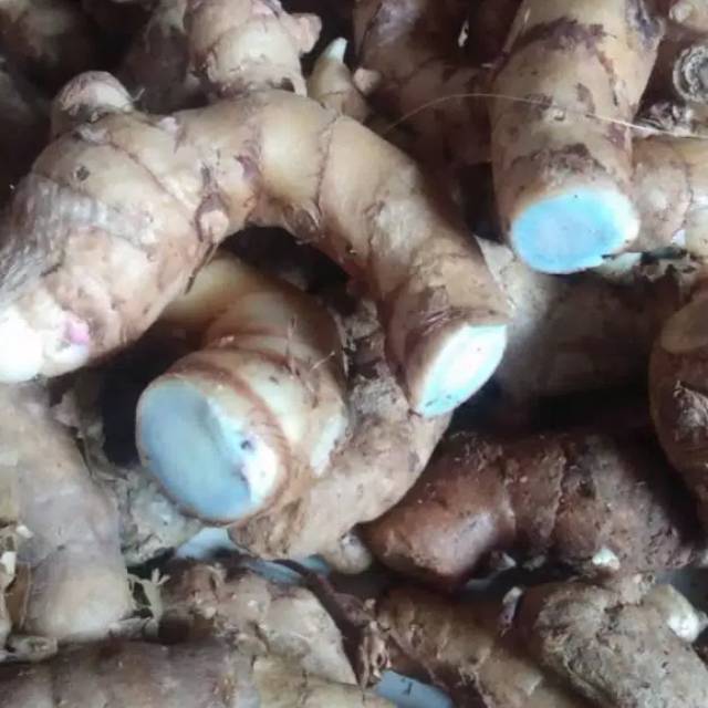 

temu ireng herbal alami langsung dari kebun