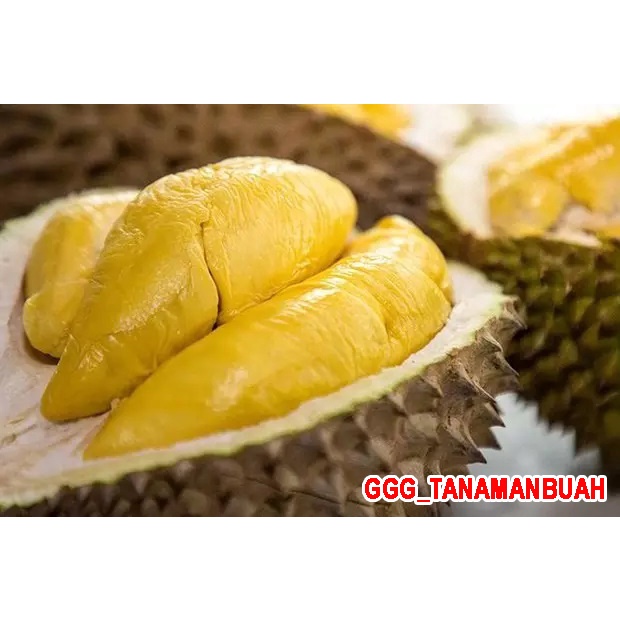 Bibit Durian Musangking Kaki 3 Super