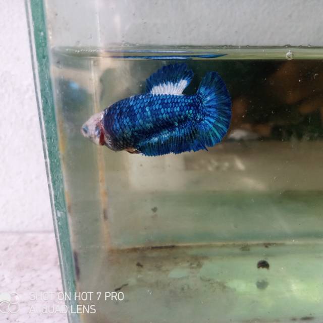 Cupang Plakat Female Blue Line Blue Rim Sesuai Foto