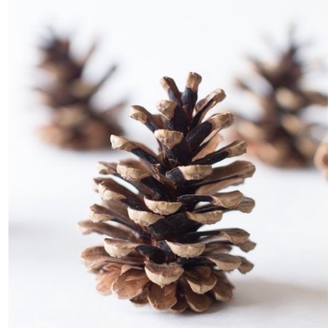 Pinus kering| Dekorasi pinus| Rustic | Bunga pinus| Bunga kering