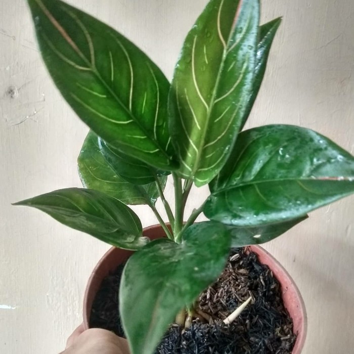 tanaman hias aglonema rotundum aceh original hijau