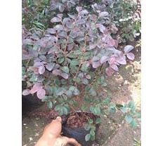 tanaman hias loropeatalum / bonsai serut merah / bonsai