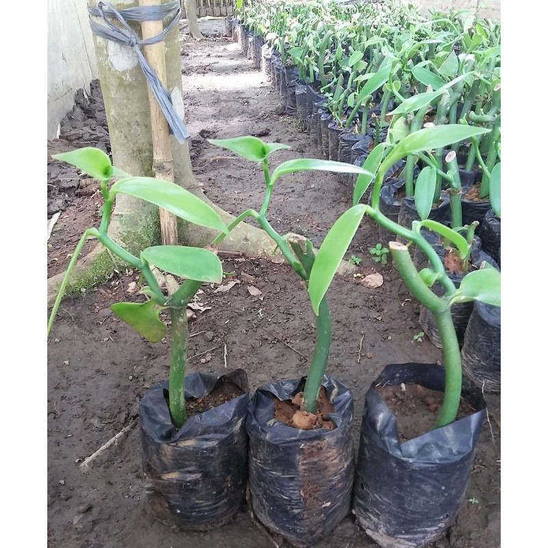 BIBIT VANILI PLANIFOLIA UNGGUL