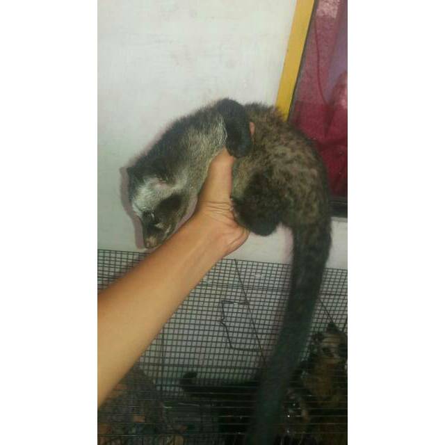 Musang Pandan Jumboan