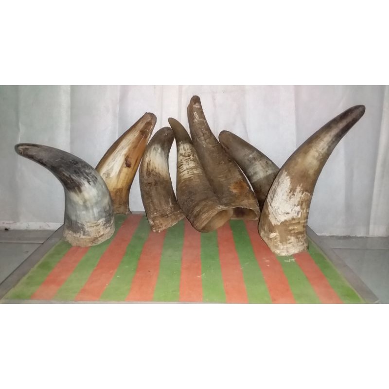 Tanduk sapi