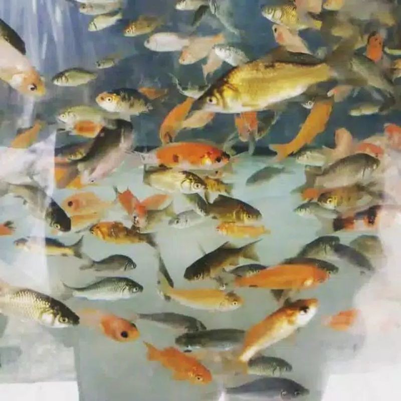 anak ikan mas, pakan predator