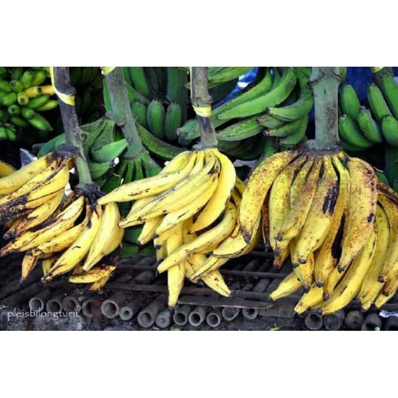 

PISANG TANDUK (PER 500 GRAM)