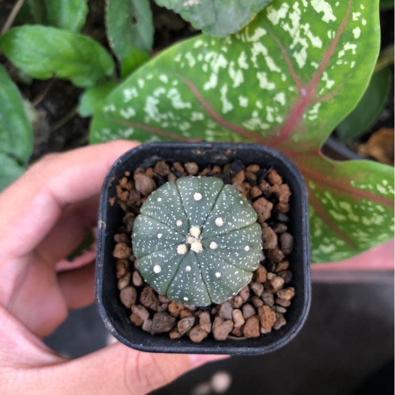 Kaktus Astrophytum