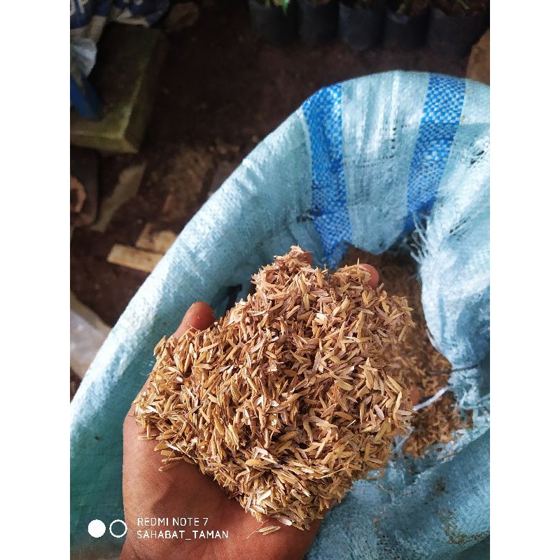 Media Tanam Sekam Padi