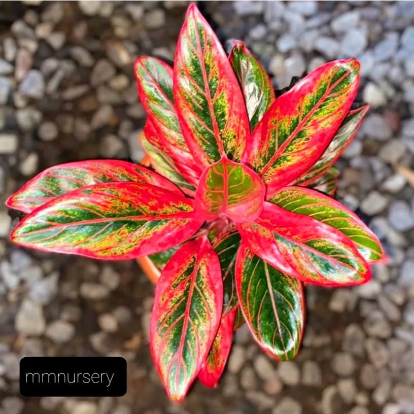 Best Seller  Aglonema Merah Jayanti Rimbun (BISA COD) / Tanaman Hias Aglaonema Bunga Hidup Murah Buk