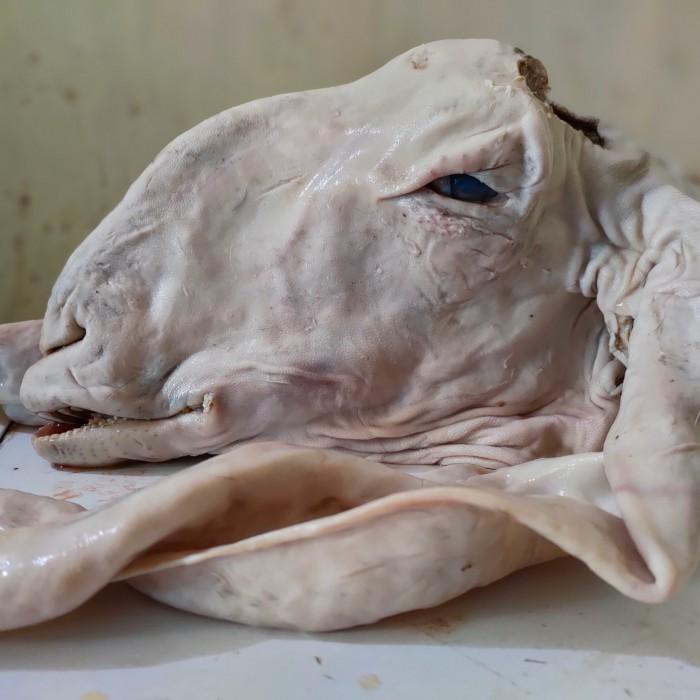 

Meat | Kepala Kambing Jawa Besar