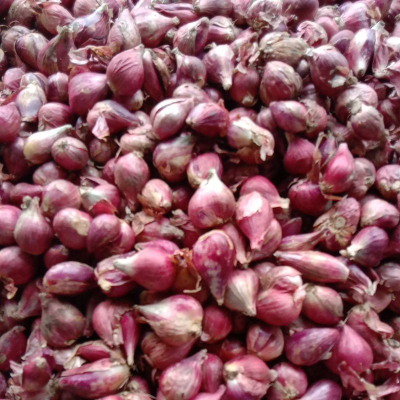 

bawang merah brebes