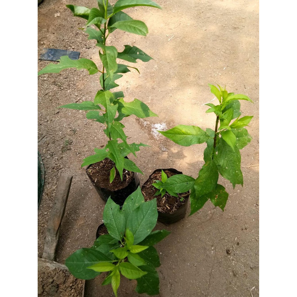 Bibit Buah Bibit Buah Plum Kuning - Yellow Plum #_*