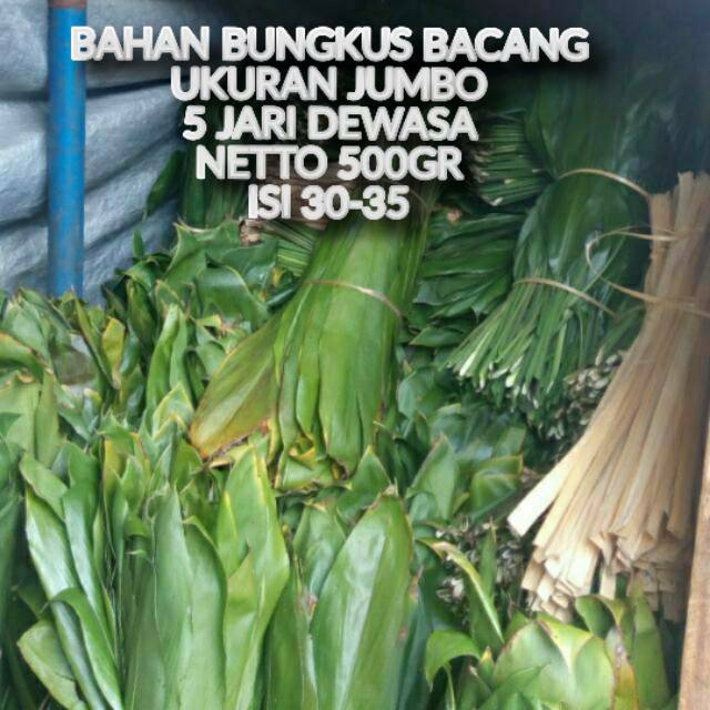 

Bahan bungkus bacang/bakcang 500gram daun hanjuang jumbo segar tidak mudah sobek