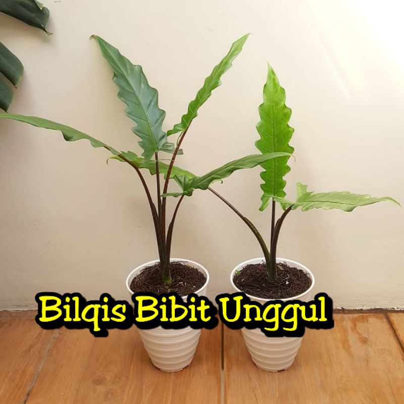 bunga keris Papua/Kris Papua/keladi keris Papua/alokasi keris Papua/alocasia keris Papua