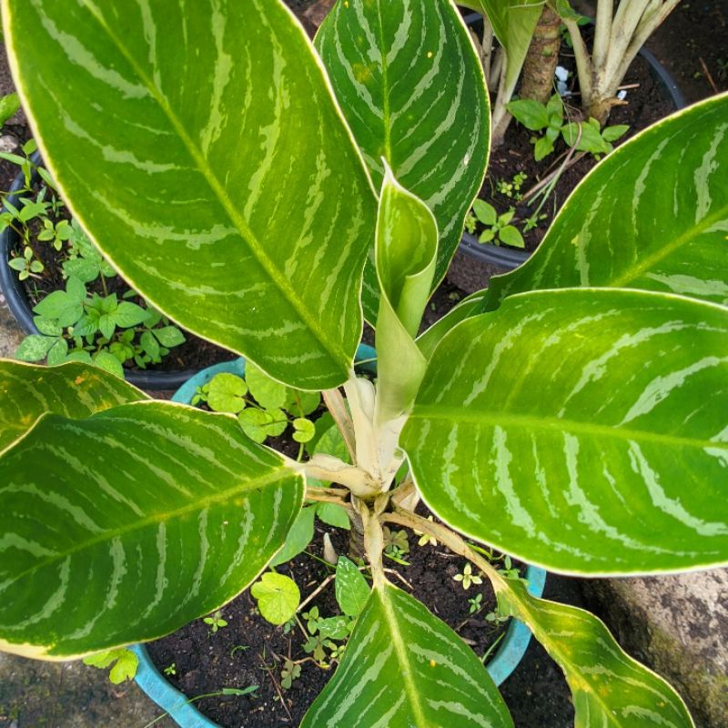 Tanaman Hias Aglonema Diven Silver