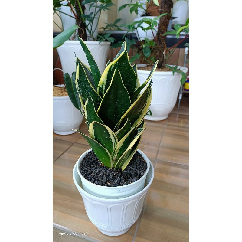 sansevieria pagoda