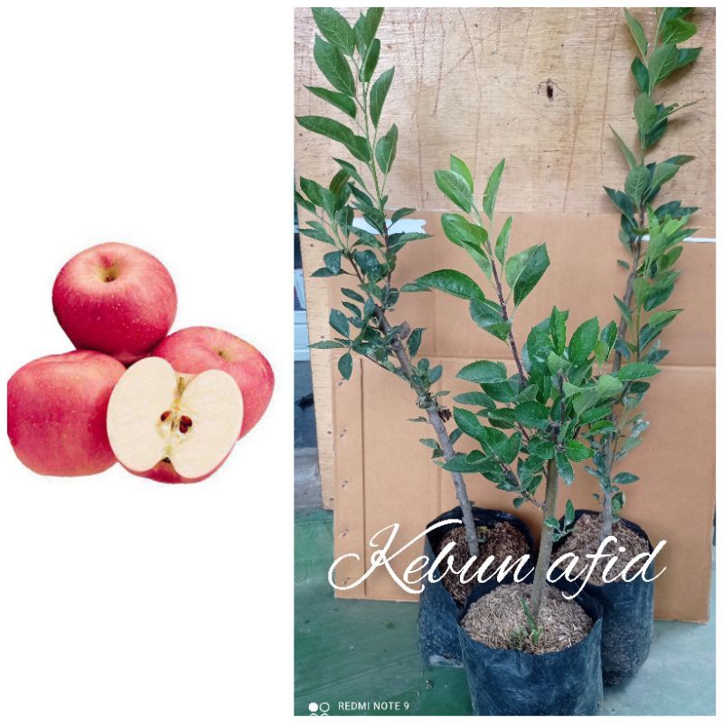 Bibit Buah Apel Fuji Cangkok Beli Dua Gratis Satu Shopee Indonesia