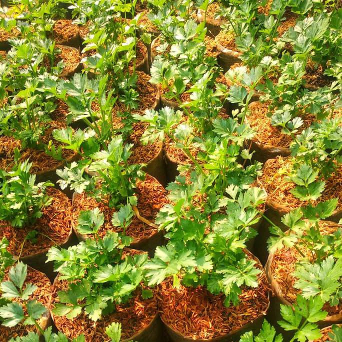 Tanaman Seledri Bibit Seledri Daun Seledri dm”