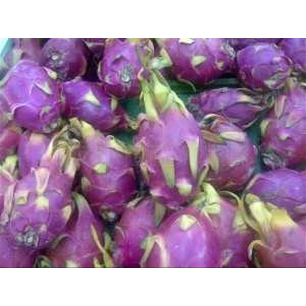 10 Benih Buah naga ungu mini