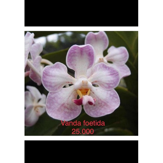 anggrek vanda foetida