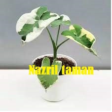 Tanaman hias caladium kantong semar keladi kantong semar