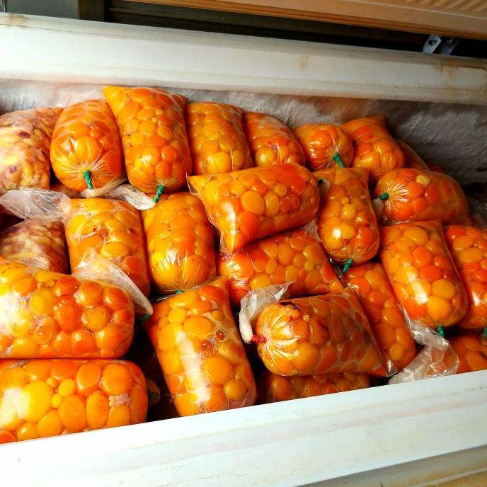 

Umpan Telur Ayam Muda Uritan Terbaru