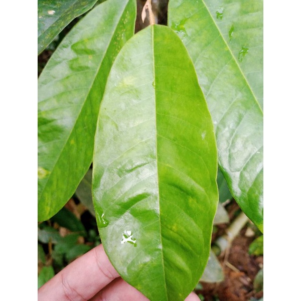 

DAUN DURIAN HERBAL [500GRAM]