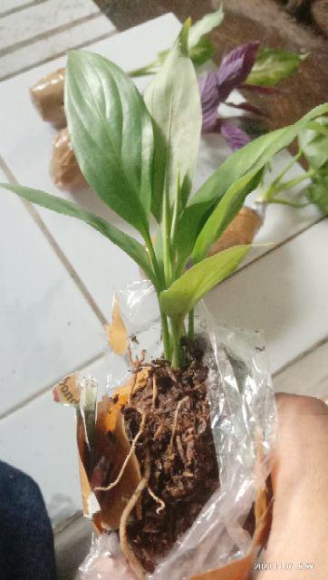 Peace Lily Sepatu Filum Sepatu Pilum Varigata Murah