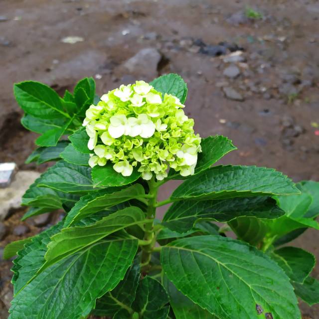 bibit tanaman pohon Bunga bokor pohon bunga nomor bunga dekorasi