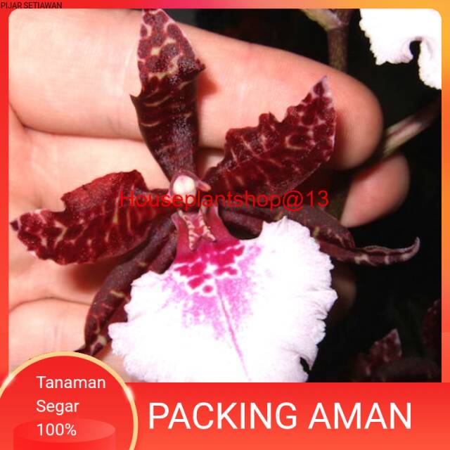 Anggrek Oncidium Colmanara Massai White -HPS@13