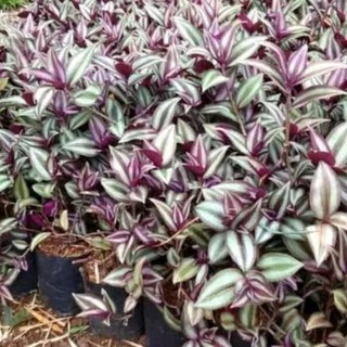 tanaman hias gantung Tradescantia sabrina Tanaman Zabrina tanaman hias gantung Tradescantia sabrina Tanaman Zabrina