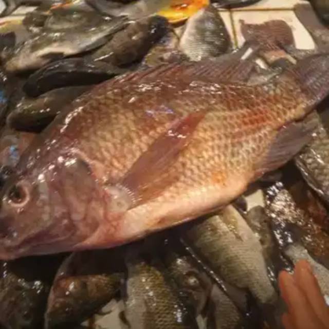 

Jual ikan nila segar min 1kg