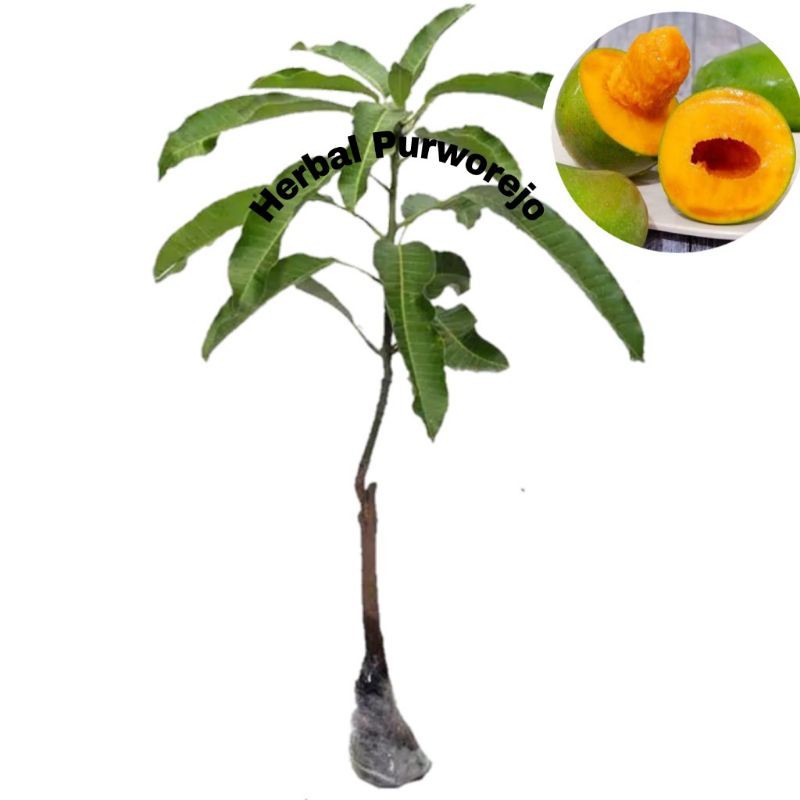 Bibit Mangga Alpukat Super Okulasi Cepat Berbuah // Bibit Mangga // Mangga Okulasi // Mangga Alpukat