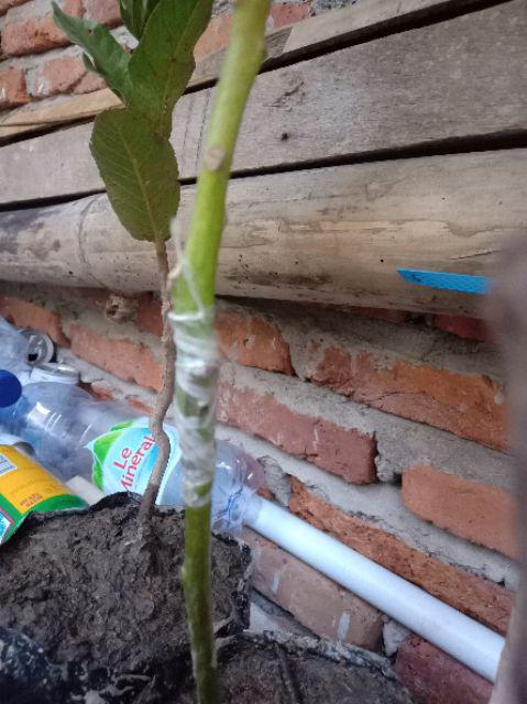 Tanaman Alpukat Mentega (tinggi 40-60 Cm)