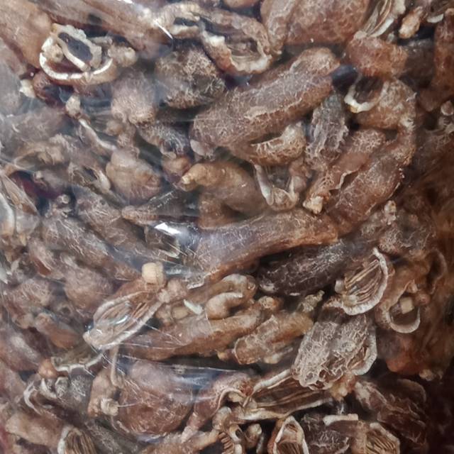 

Kerupuk teripang tinggi protein gurih dan renyah (100gr = 26.500)