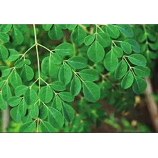 

Daun kelor segar 500 gram / Moringae Folium TERLARIS