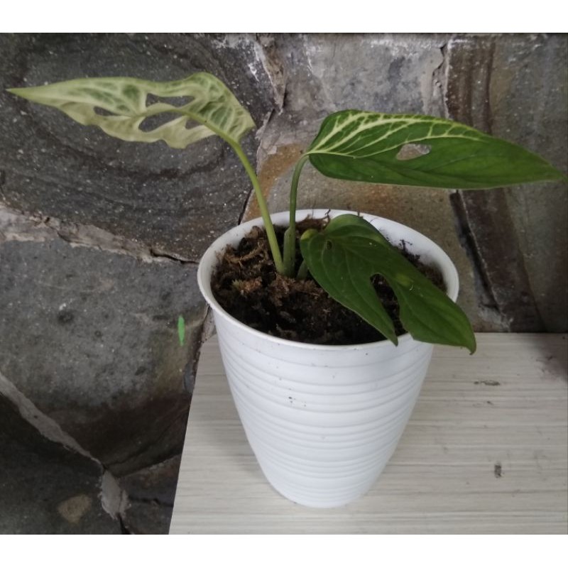 janda bolong varigata