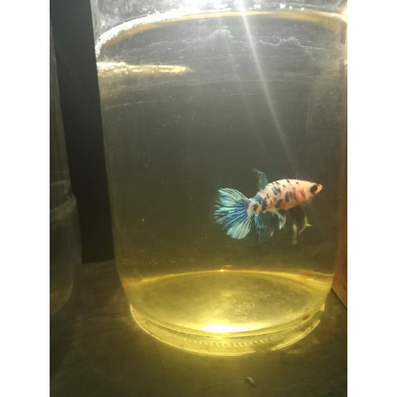 ikan cupang multicolor