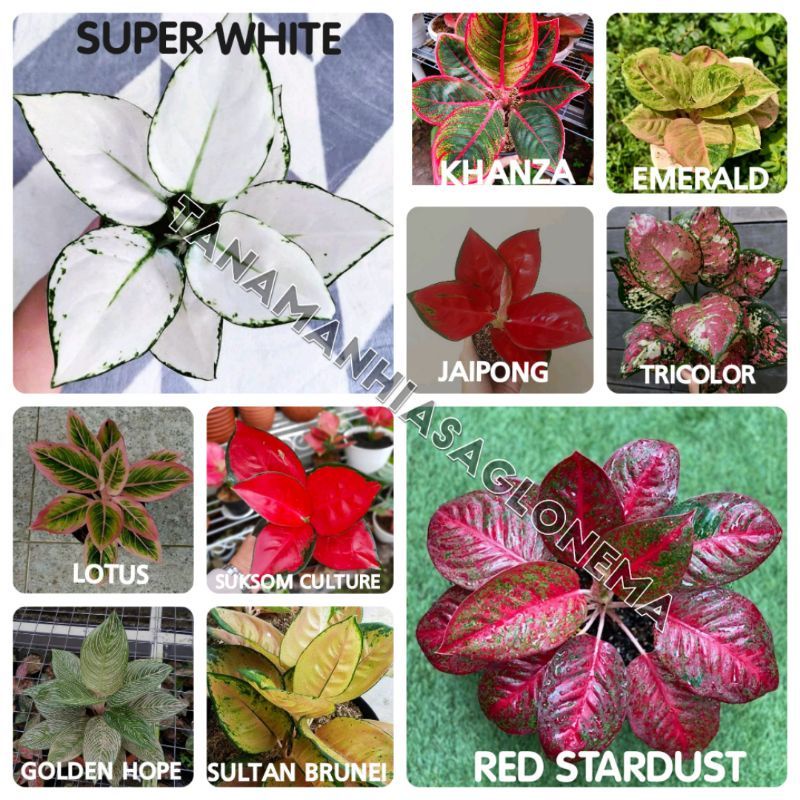 (COD) 10 PAKET BIBIT BONGGOL AGLONEMA MURAH | Bermacam jenis aglonema
