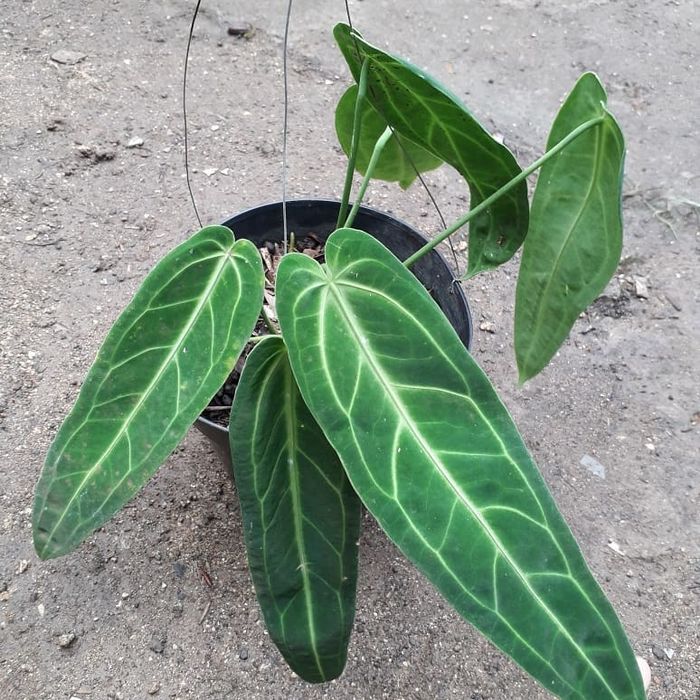 tanaman lidah gajah - anthurium lidah gajah