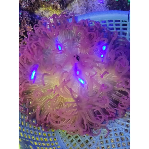 Anemon Violet