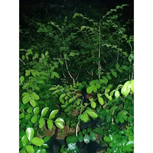 bahan bonsai kemuning mikro