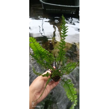 tanaman pakis paludarium aquarium aquascape