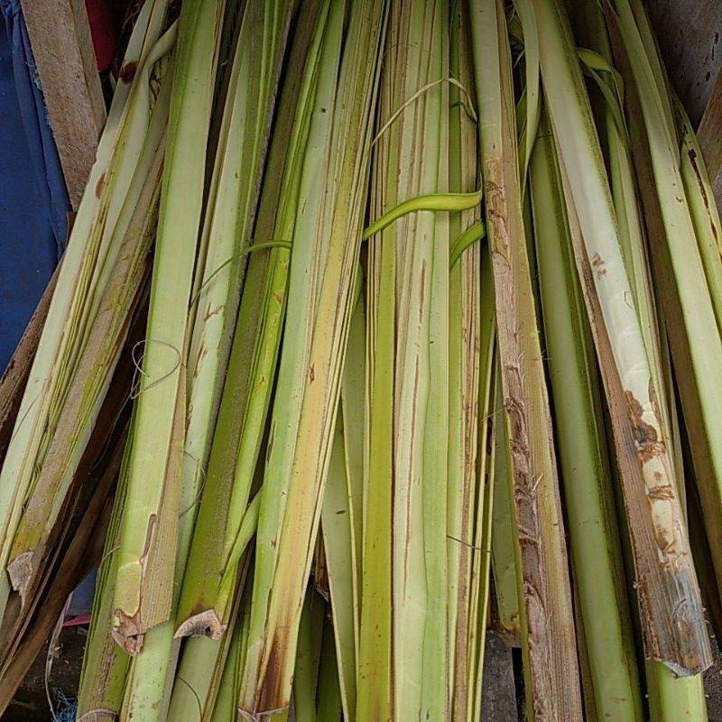 Daun Janur kuning T.2meter Penjor hiasan manten