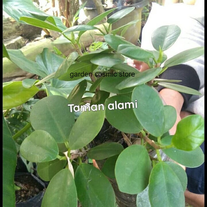 Jual Tanaman Beringin Korea Bahan Bonsai Pohon Beringin Korea Tanaman