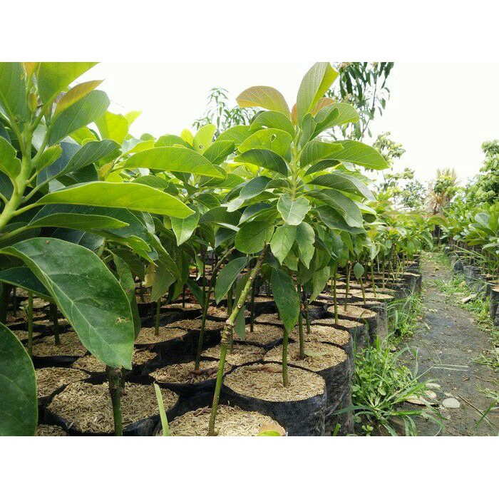 Bibit Tanaman Buah Alpukat Mentega