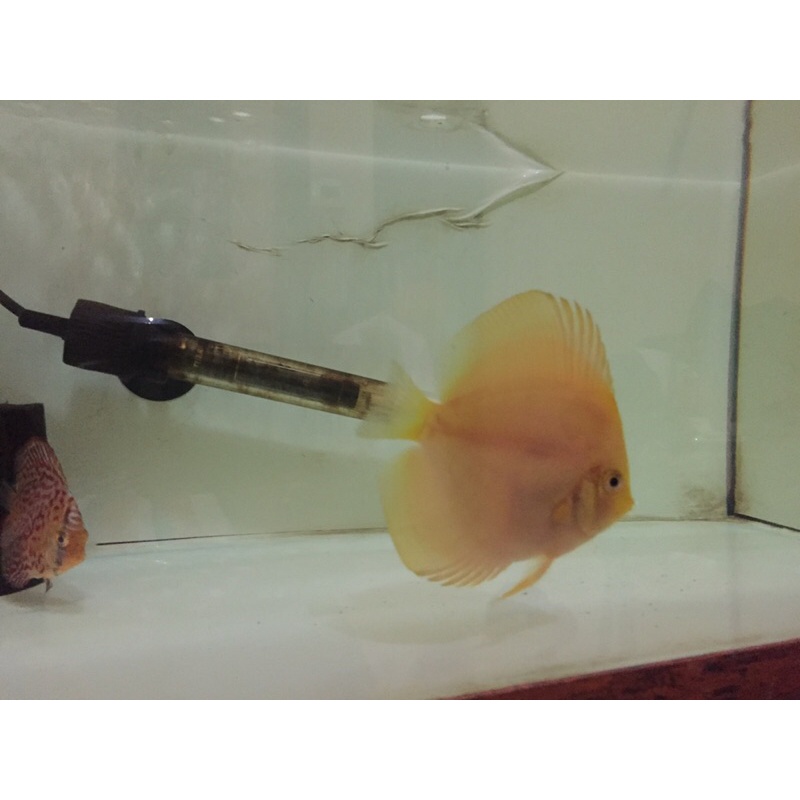 Discus Golden Yellow 3" Up