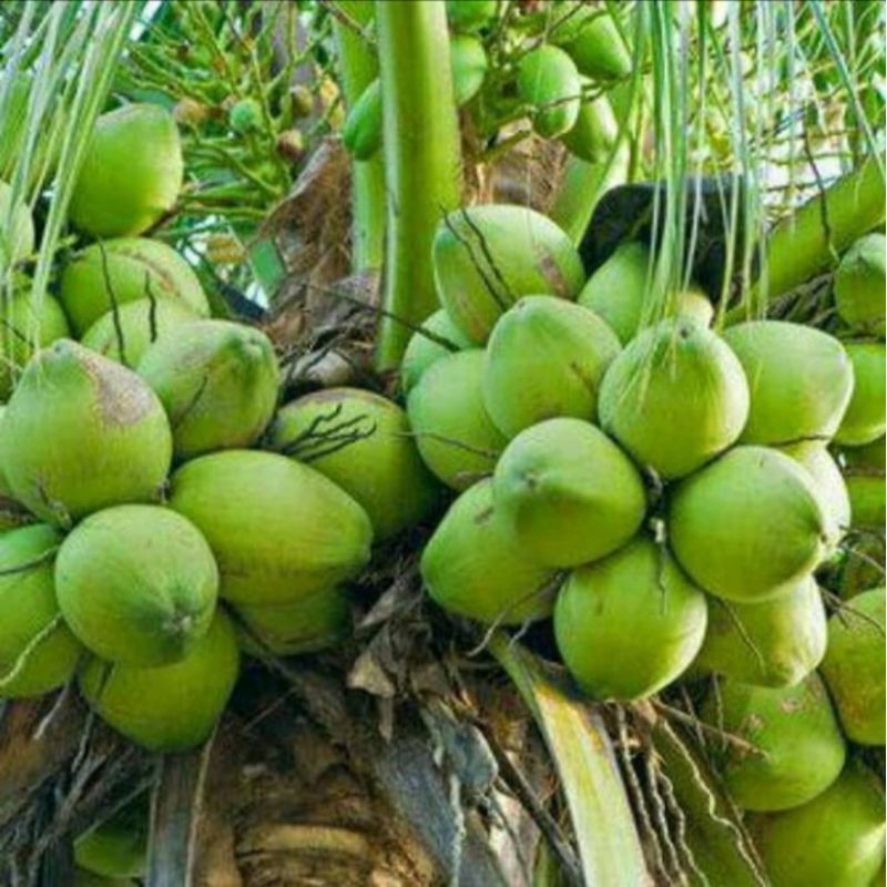 bibit kelapa pandan wangi Thailand 100% import