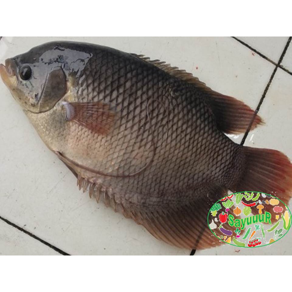 

ikan gurame hidup per satuan 700gr-1kg